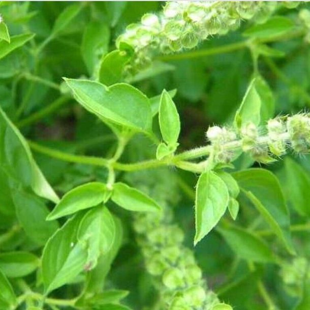 Holy Basil