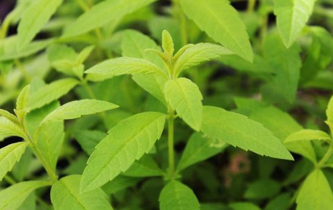 lemon verbena