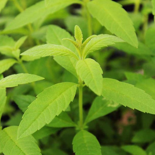 lemon verbena