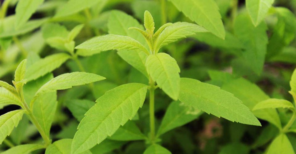 lemon verbena