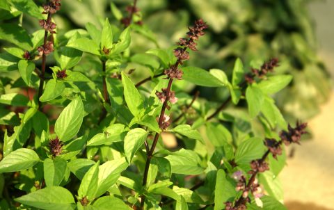 Local Basil