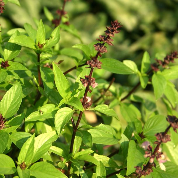 Local Basil