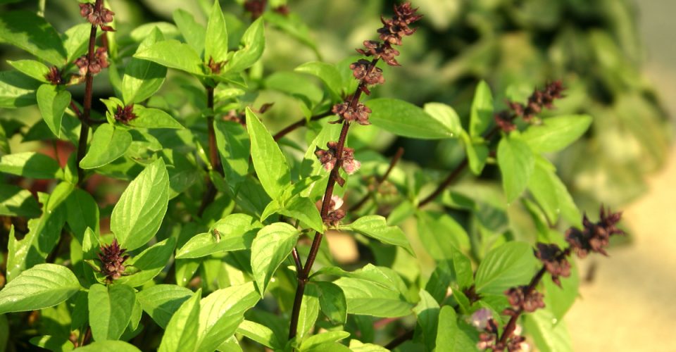 Local Basil